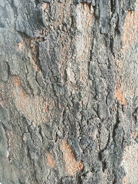 old wood texture, with cracks and moss