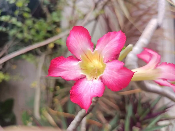 Bahçede çiçek açan güzel orkide çiçekleri