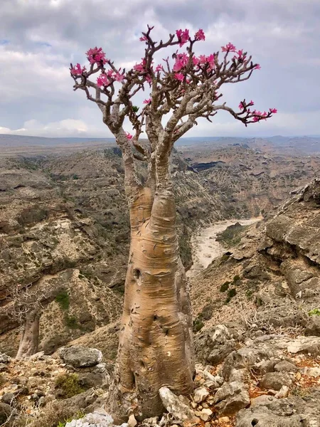 Desert rose  tree, Socotra island, Yemen