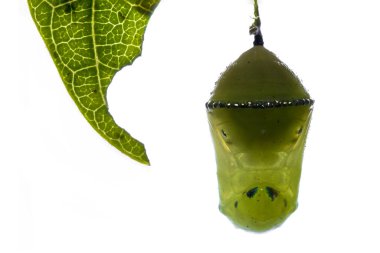 Pupa of Blue tiger butterfly with a half eaten leaf on side clipart
