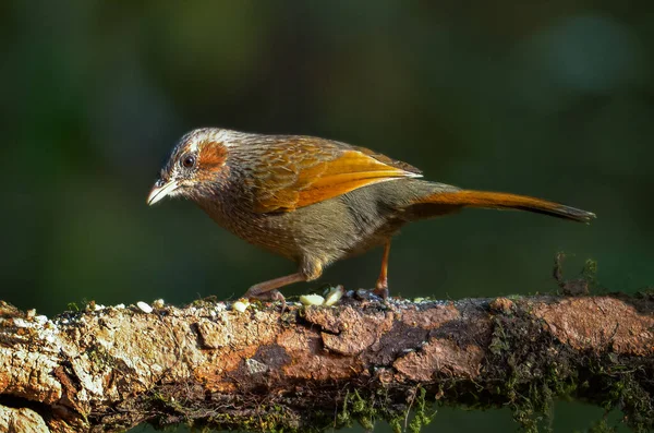 Streaked laughing thrush perched on a branch , Birds of Himalaya