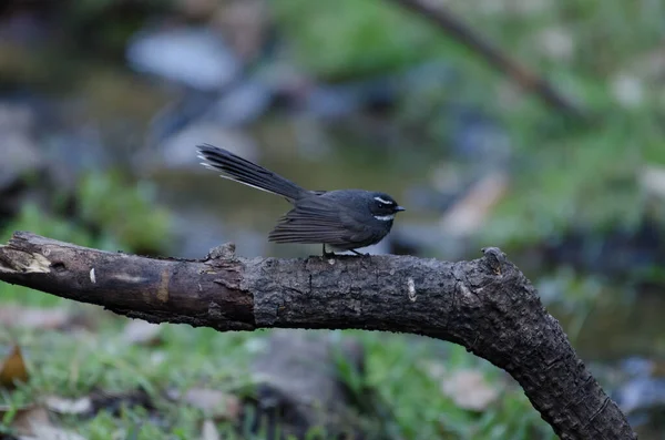 White Throated Fantail Perched Branch Birds Himalaya — 图库照片