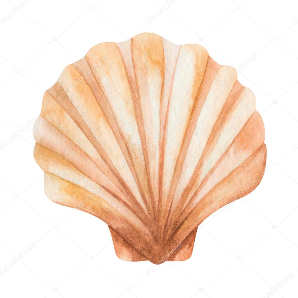 Watercolor illustration of hand painted scallop sea shell in brown beige color. Isolated ocean animal. Marine clip art, design beach element for summer wedding and party invitations, postcards