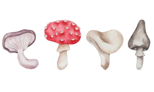 Watercolor Illustration Hand Painted Mushrooms Brown Red Grey White Colors — Zdjęcie stockowe