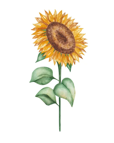 Watercolor Illustration Hand Painted Golden Yellow Sunflower Green Leaves Plant — Photo
