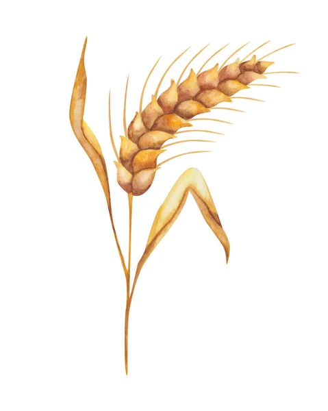 Watercolor Illustration Hand Painted Golden Yellow Ear Rye Spike Wheat — Foto Stock