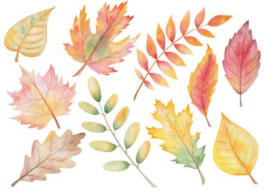 Watercolor illustration hand painted tree leaves in autumn green, red, yellow colors isolated on white. Forest clip art elements for fall season fabric textile, design postcards, poster decorative