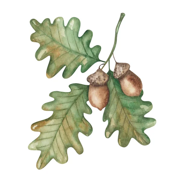 Watercolor Illustration Hand Painted Oak Tree Branch Brown Acorn Green — Fotografia de Stock