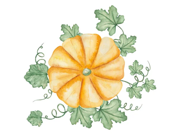 Watercolor Illustration Hand Painted Orange Yellow Pumpkin Green Leaves Tendrils — Fotografia de Stock
