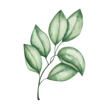Watercolor illustration of hand painted tree branch, leaves in green color. Forest foliage. Isolated on white clip art element for spring, summer season for fabric textile, packaging prints, poster