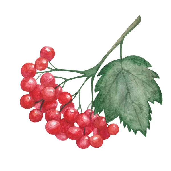 Watercolor illustration of hand painted branch with red berries, viburnum, rowanberry and green leaf. Healthy food. Summer, autumn harvest. Isolated clip art for pattern making, textile prints, poster