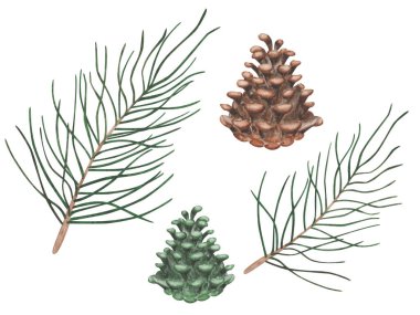 Watercolor illustration of hand painted fir tree branch, pine, green spruce with brown cone. Coniferous forest nature. Isolated on white clip art for Christmas, New Year postcards, prints on paper