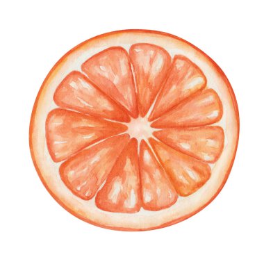 Watercolor illustration of hand painted orange, grapefruit, tangerine sliced on half. Tropical citruis fruit of red color. Fresh juice ingredient. Vitamin C. Isolated clip art of food for posters