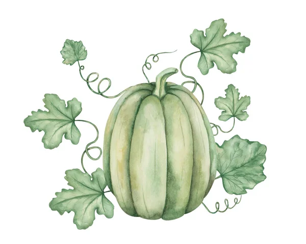 Watercolor illustration of hand painted green, yellow long pumpkin with green leaves and tendrils. Autumn harvest of vegetables. Isolated on white food clip art for Thanksgiving cards, Halloween print