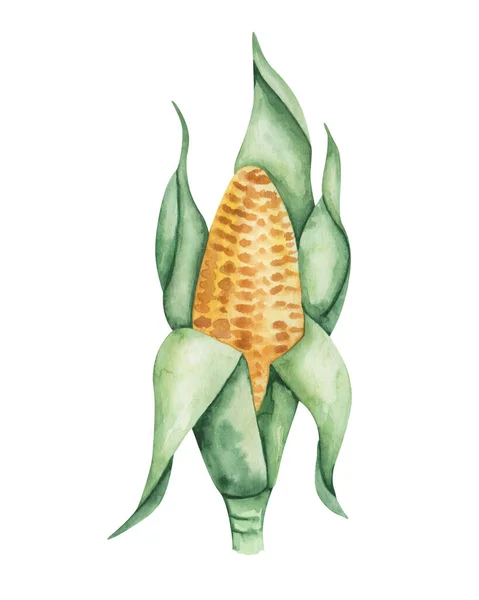 Watercolor Illustration Hand Painted Yellow Maize Corn Green Leaves Autumn — Stock fotografie