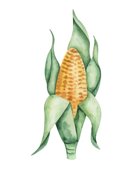 Watercolor illustration of hand painted yellow maize, corn with green leaves. Autumn harvest of vegetables. Cereal for popcorn. Isolated food harvesting clip art for Thanksgiving postcards, posters