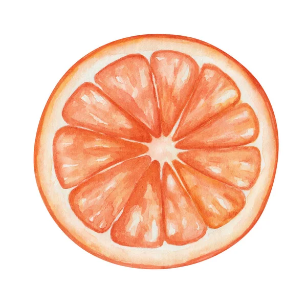 Watercolor Illustration Hand Painted Orange Grapefruit Tangerine Sliced Half Tropical — ストック写真