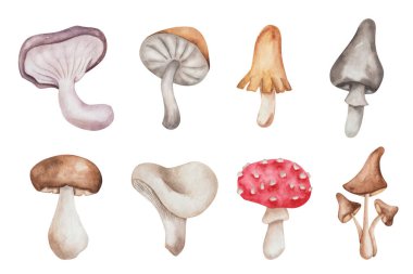 Watercolor illustration of hand painted mushrooms champignon, flybane brown, red, grey colors. Edible, inedidle fungus. Forest plant. Isolated on white food clip art for autumn fabric textile prints