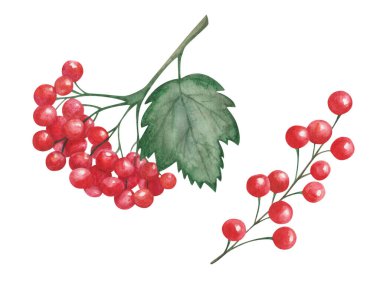 Watercolor illustration of hand painted branch with red berries, viburnum, red currant, rowanberry and green leaf. Summer, autumn harvest. Isolated clip art for pattern making, textile prints, poster