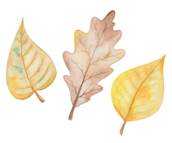 Watercolor Illustration Hand Painted Tree Oak Cherry Leaves Autumn Brown — Stock Photo, Image