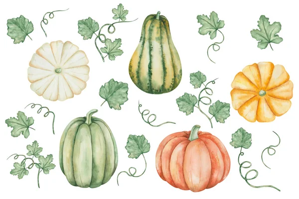Watercolor illustration of hand painted green, yellow, orange pumpkins, squash with leaves, tendrils. Autumn harvest of vegetables. Isolated food clip art for Thanksgiving cards, Halloween prints