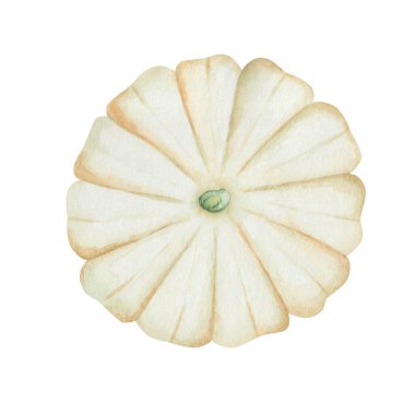 Watercolor illustration of hand painted white pumpkin, squash. Autumn harvest of vegetables. Flower shape. Isolated on white food clip art for Thanksgiving postcards, Halloween prints, posters