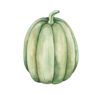 Watercolor illustration of hand painted green plump ripe pumpkin. Autumn harvest of vegetables. Isolated on white food harvesting clip art for Thanksgiving postcards, Halloween prints, posters