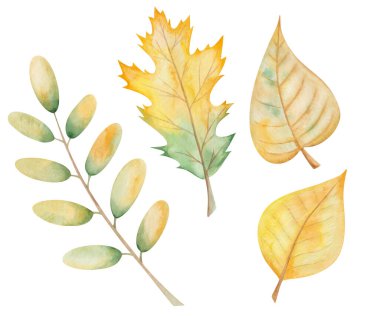 Watercolor illustration hand painted tree leaves in autumn green, yellow colors isolated on white. Forest macro clip art elements for fall season fabric textile, design postcards, poster decorative