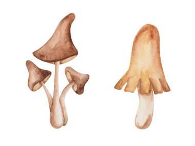 Watercolor illustration of hand painted mushrooms. Honey mushroom of brown, beige, white colors. Edible fungus. Forest plant. Isolated on white food clip art for autumn, spring fabric textile prints