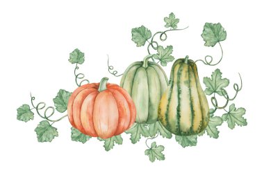 Watercolor illustration of hand painted green, yellow, orange plump pumpkins with leaves, tendrils. Autumn harvest of vegetables. Isolated food clip art for Thanksgiving cards, Halloween prints