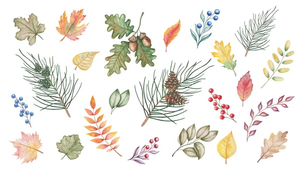 Watercolor illustration of hand painted berries, autumn leaves, fir tree, oak with acorn, pine, cone, maple, birch. Forest, woodland plants. Isolated clip art for fall fabric textile prints, posters