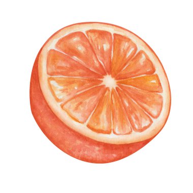 Watercolor illustration of hand painted orange, grapefruit, tangerine sliced on half. Tropical citruis fruit of red color. Fresh juice ingredient. Vitamin C. Isolated clip art of food for posters