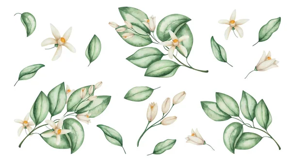 Watercolor illustration of hand painted flowers, green leaves of oranges, grapefruits, tangerines, lemon, lime, pomelo. Tropical citruis fruits tree branches. Isolated floral clip art prints, patterns