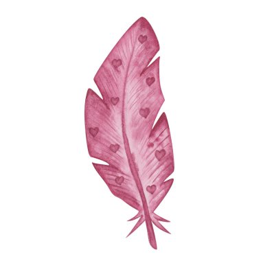 Watercolor illustration of hand painted pink bird's feather with little hearts. Isolated on white wild bird quill. Design clip art element in boho style for wedding invitation, greeting love card