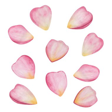 Elin suluboya çizimi pembe ve sarı gül yaprakları farklı şekillerde. Beyaz çiçek tokasıyla izole edilmiş. İlkbahar için çiçek seti, yaz için düğün davetiyesi, kartpostal