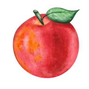 Elle çizilen elmanın suluboya çizimi kırmızı, sarı renkte ve yeşil yapraklı. Tam yuvarlak meyve, yan görüş. Taze meyve suyu. Afişler ve baskılar için beyaz şarjör yemek sanatına izole edilmiş.