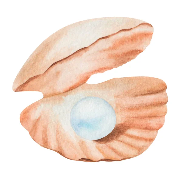 Акварельная Иллюстрация Раскрашенной Вручную Морской Раковины Коричневого Бежевого Цвета Голубой — стоковое фото