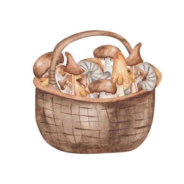 Akwarela Ilustracja Ręcznie Malowane Brązowy Kosz Tkany Grzybów Zbiorów Champignon — Zdjęcie stockowe