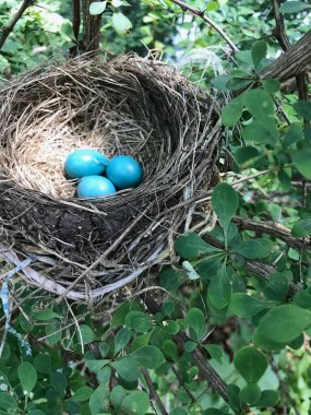 A pretty blue. These Robin eggs are secretly nestled in a thorn bush.
