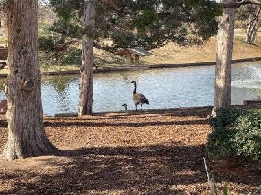 Goose and a young one in the park.Nice day.