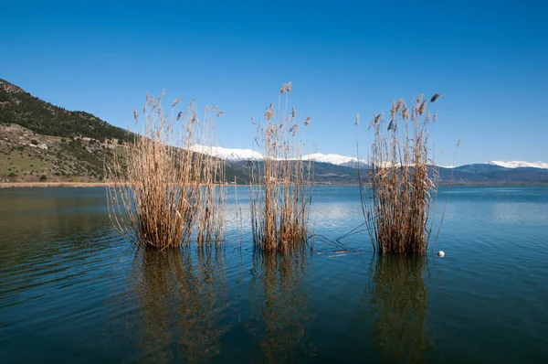 The reed in the lake Pamvotida Ioannina,Greece