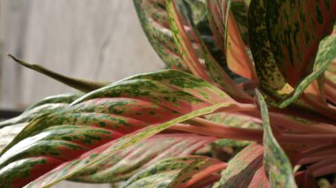 Bir bitkinin yeşil yaprağına yaklaş