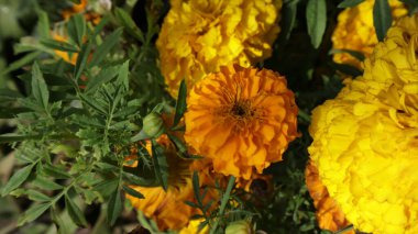 Bahçedeki güzel çiçekler