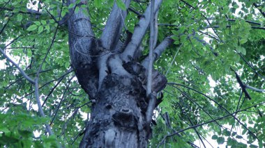 bir ağacın yeşil yaprakları