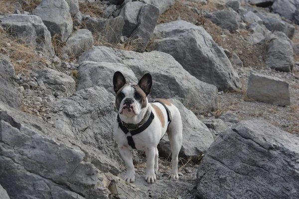 Winston French Bulldog Standing Rocks — Zdjęcie stockowe