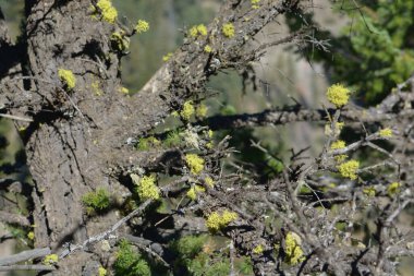 Pine Tree with Moss growing on it