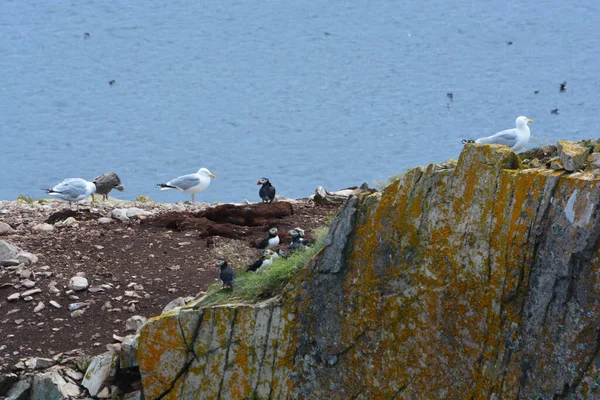 Bonavista Point Johns Newfoundland Canada — Fotografia de Stock