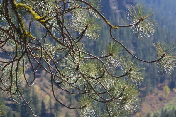 Pine Tree Moss Growing — ストック写真