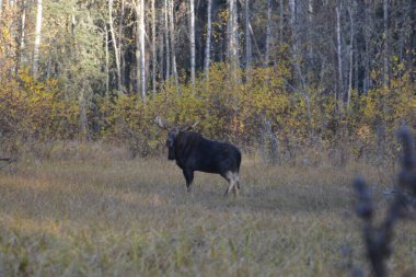 Canadian Moose in Northern British Columbia 