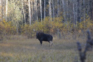 Canadian Moose in Northern British Columbia 